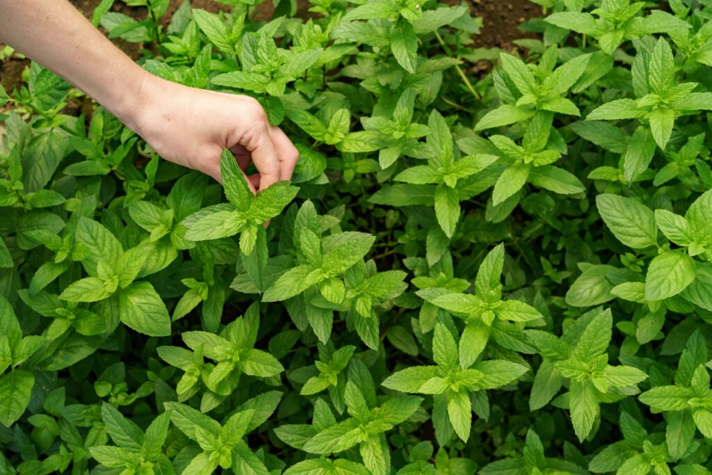 Woman Hand Touching Fresh Organic Mint Garden 1024x683
